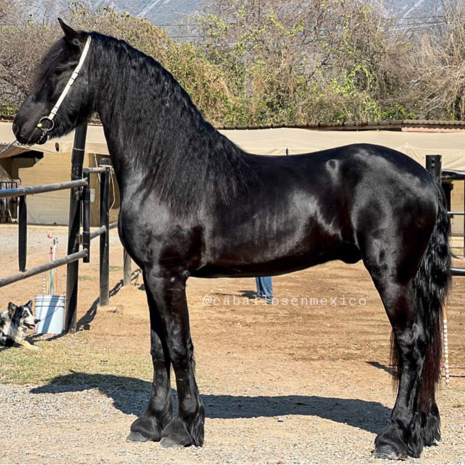 Friesian