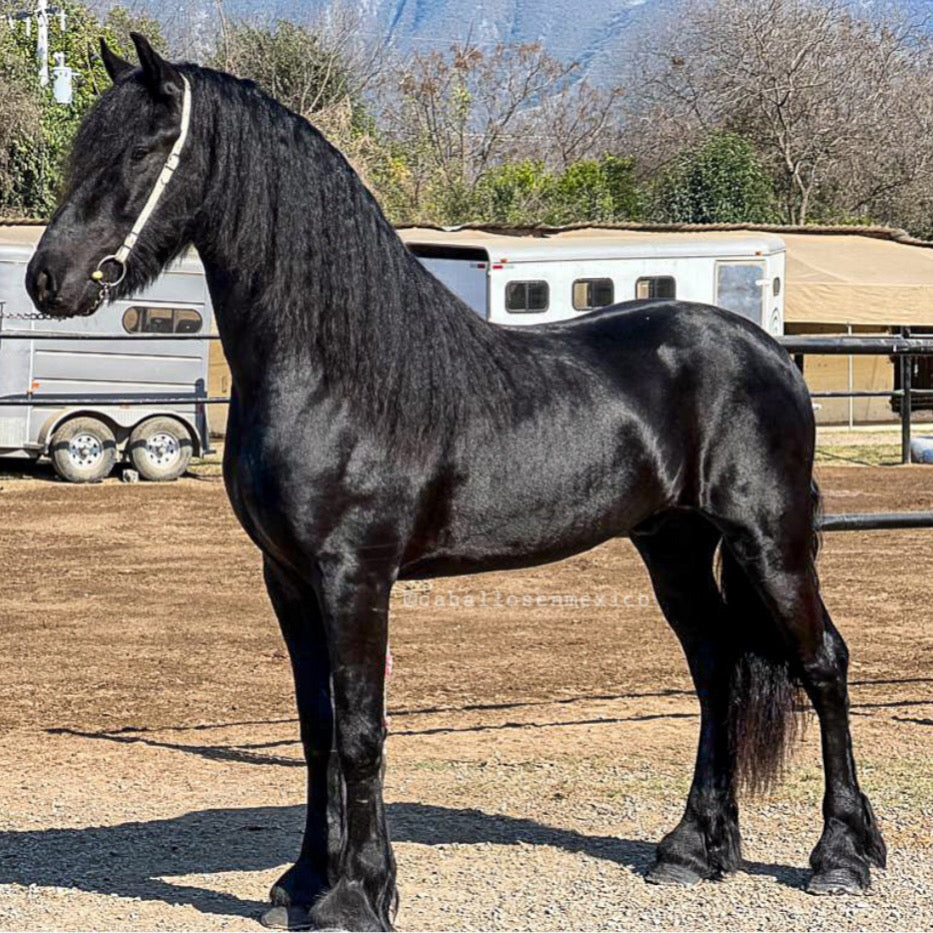 Friesian